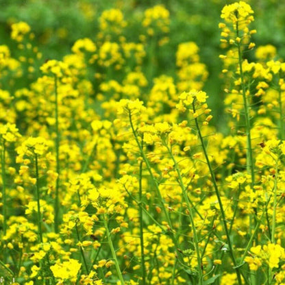Canola Brassica Napus – Edible Garden Plant Seeds