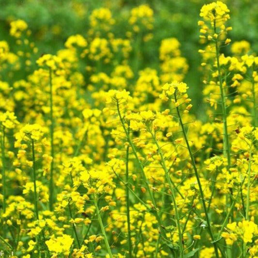 Canola Brassica Napus – Edible Garden Plant Seeds