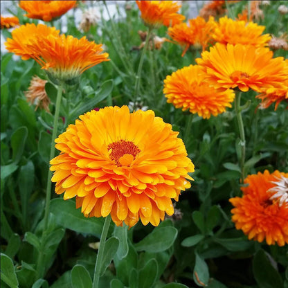 Calendula Pacific Beauty Mix – Garden Flower Seeds
