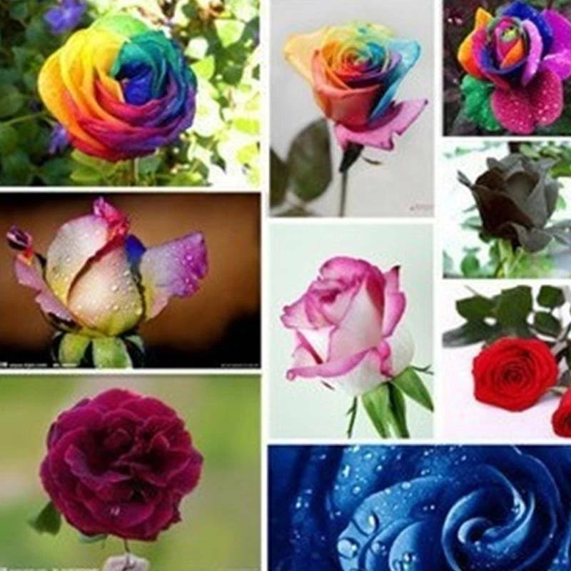 Colorful Rose Garden Flower Seeds
