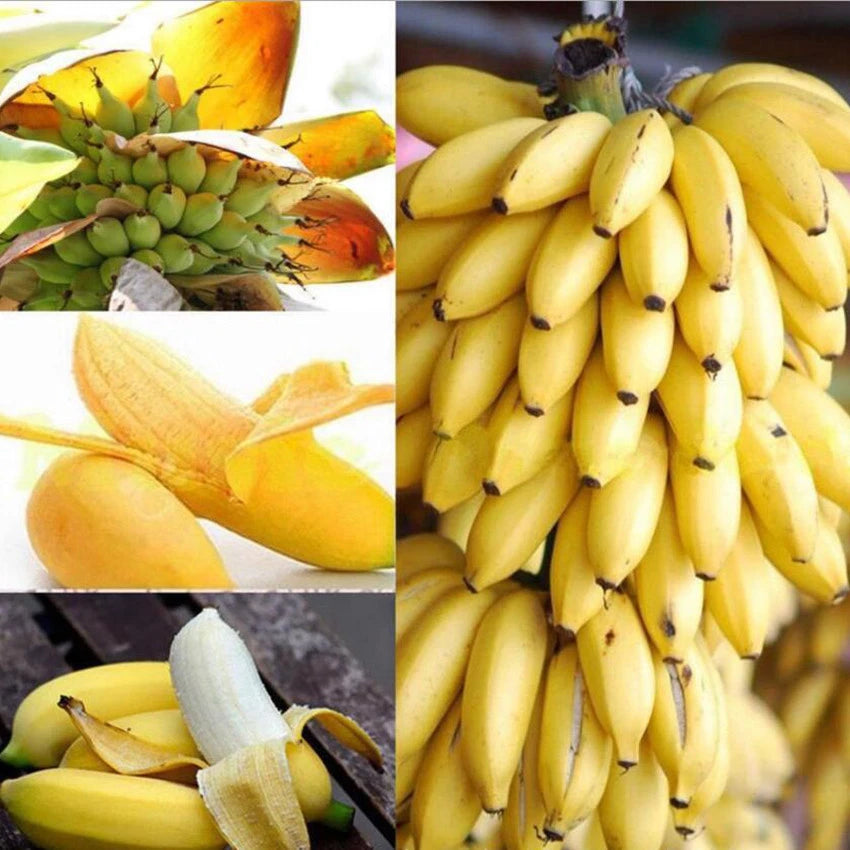Seeds Ornamental Banana – Perennial, Dwarf, Garden Fruit Seeds
