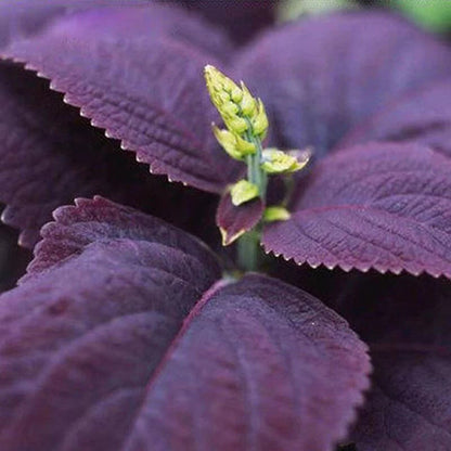 Purple Basil Ocimum Basilicum – Herb Garden Seeds