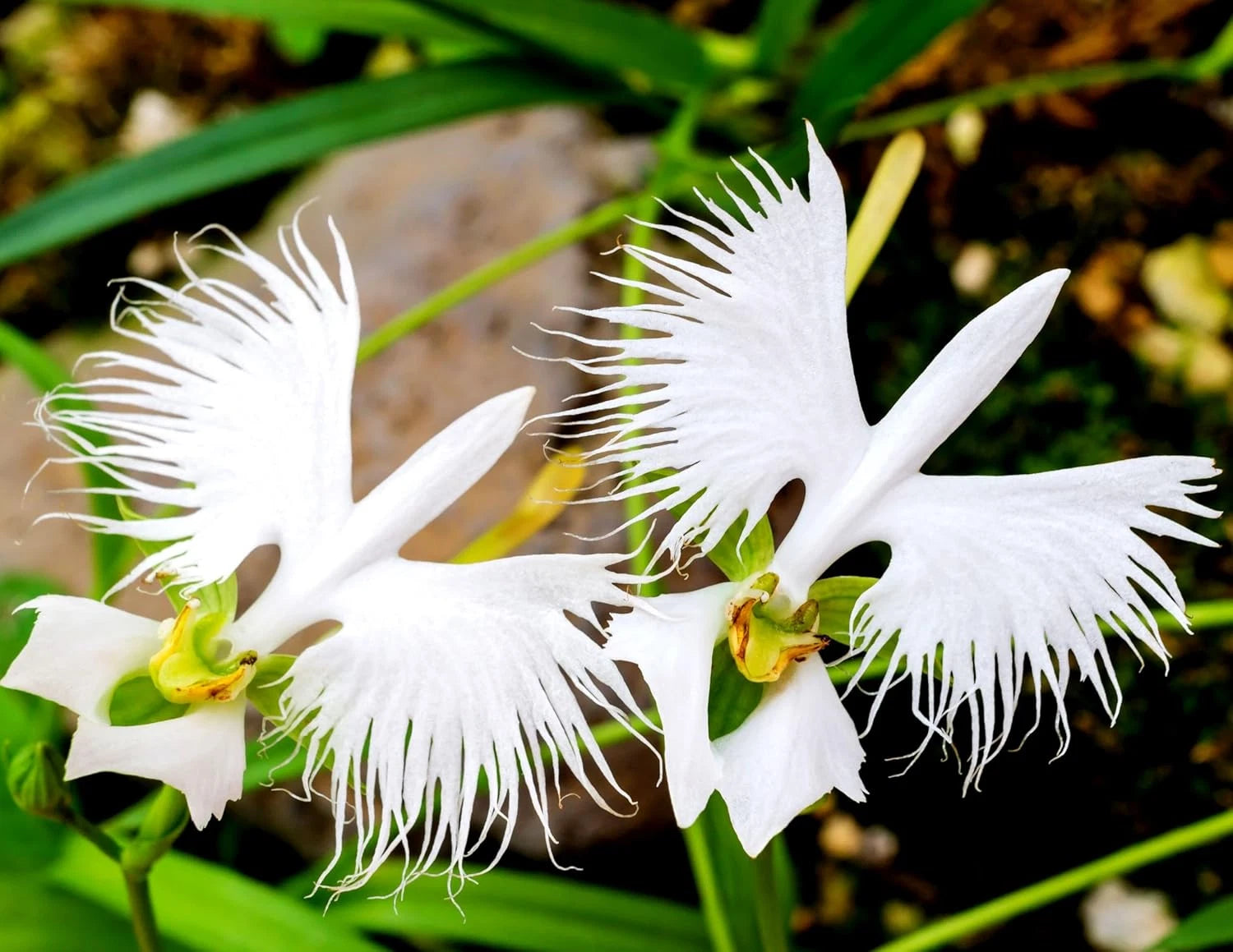 White Egret Orchid Habenaria Radiata Flowering Garden Seeds