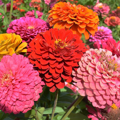Zinnia Dahlia – Colorful Garden Flower Seeds