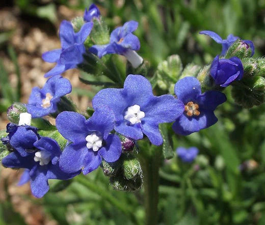 Bugloss Blue Angel Anchusa Capensis – Colorful Garden Flower Seeds
