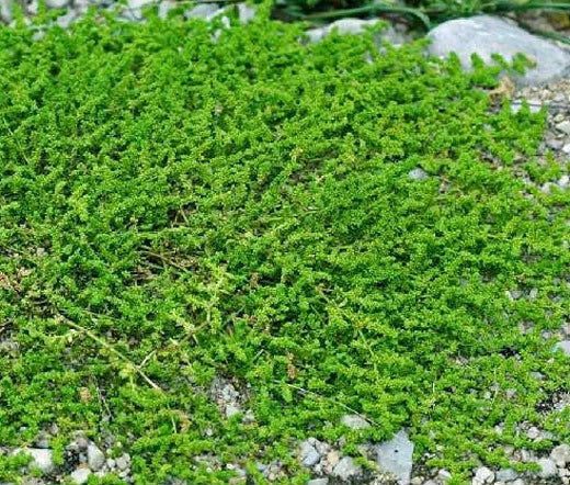 Green Carpet Rupturewort Herniaria Glabra Groundcover Herb Seeds