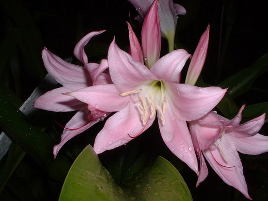 Crinum Lily J C Harvey Medium-Size Bulb