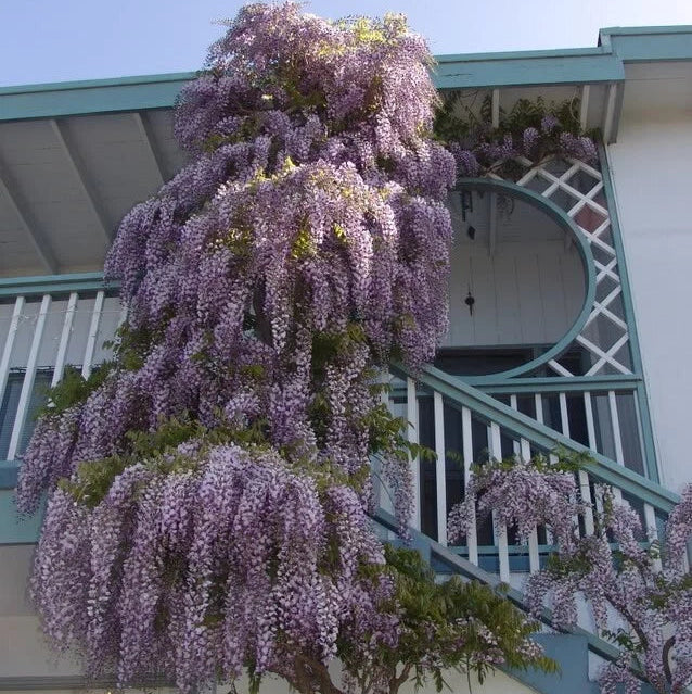 Wisteria Sinensis – Fragrant Hardy Climbing Vine Seeds