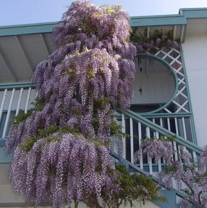 Wisteria Sinensis – Fragrant Hardy Climbing Vine Seeds