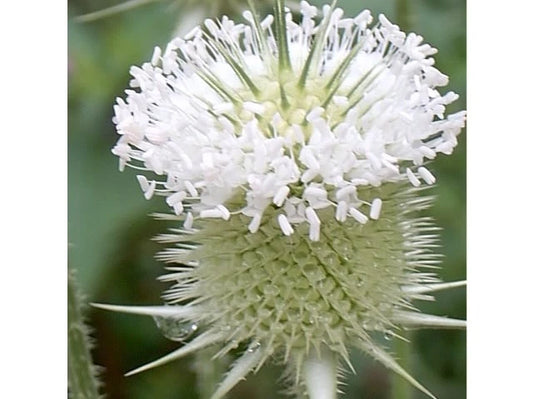 Common Teasel Dipsacus Sylvestris – Tall Perennial Flower Seeds
