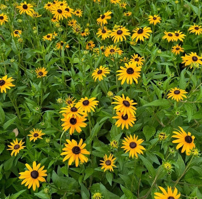Black Eyed Susan – Colorful Garden Flower Seeds