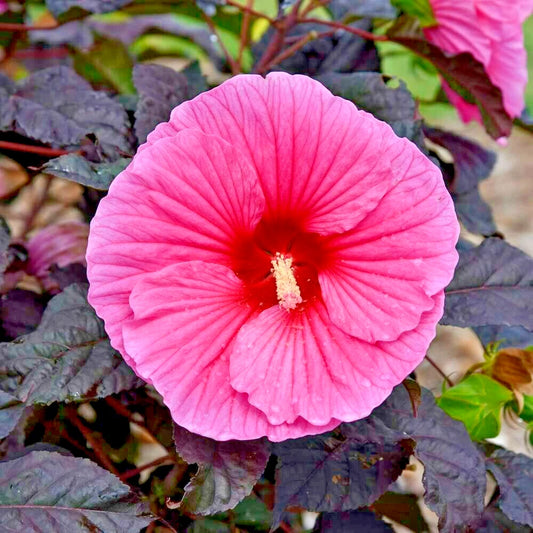 Edge of Night Hibiscus Hardy Perennial Flower Seeds