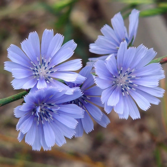 Chicory Hardy Wildflower Seeds
