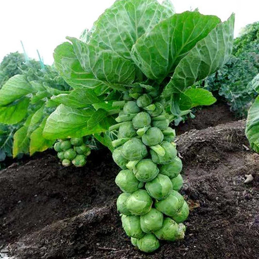 Brussels Sprout Cabbage Green Vegetable Seeds For Planting -
