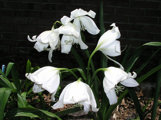 Crinum Lily Jagus – Garden Flower Seeds for Planting