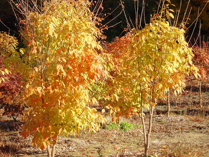 Three Flower Maple Acer Trifolium – Ornamental Tree Seeds