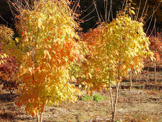 Three Flower Maple Acer Trifolium – Ornamental Tree Seeds