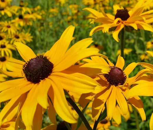 Black Eyed Susan Rudbeckia Hirta – Garden Flower Seeds