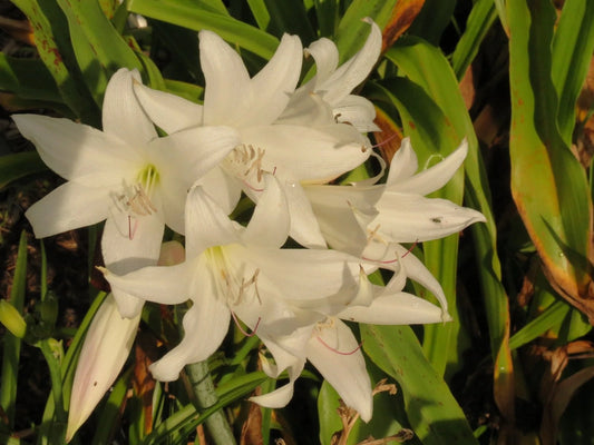 Crinum Lily Pat-a-cake Medium-size Bulb New Very - Flower Seeds