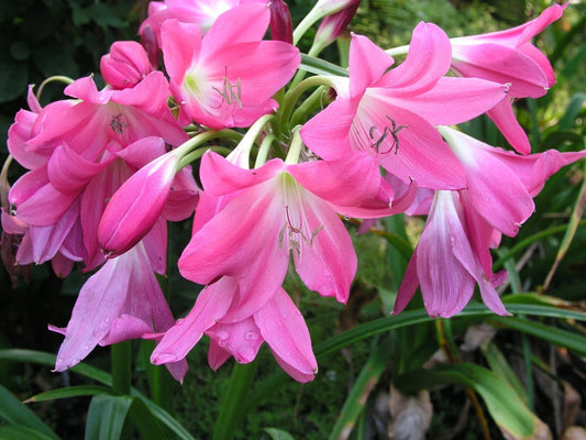Crinum Lily Bradley Small-Size Bulb New