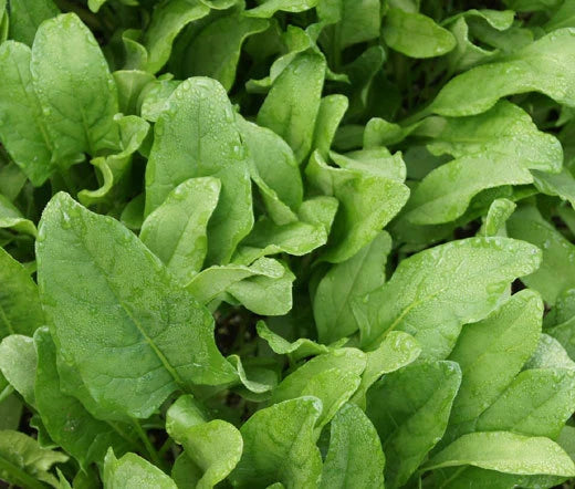 Spinach Hybrid Spinacia Oleracea – Vegetable Garden Seeds