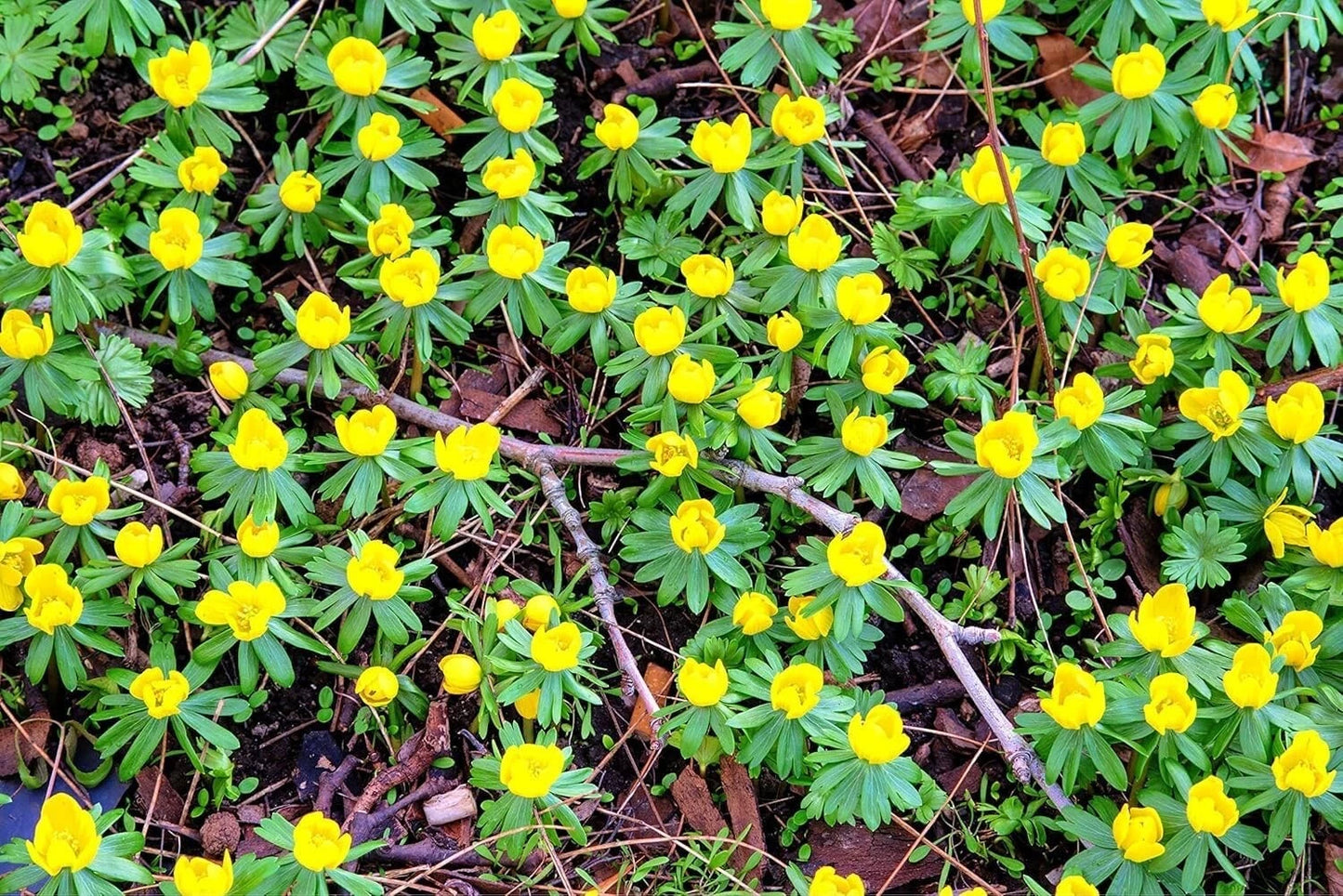 Winter Aconite Flower Bulbs Eranthis Cilicica