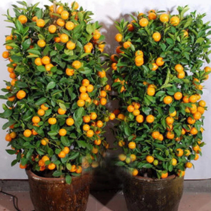 Dwarf Tangerine Mandarin – Bonsai, Dwarf Fruit Seeds