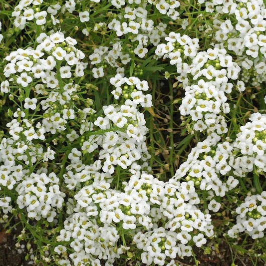 Carpet Of Snow Sweet Alyssum – Fragrant Wildflower Seeds