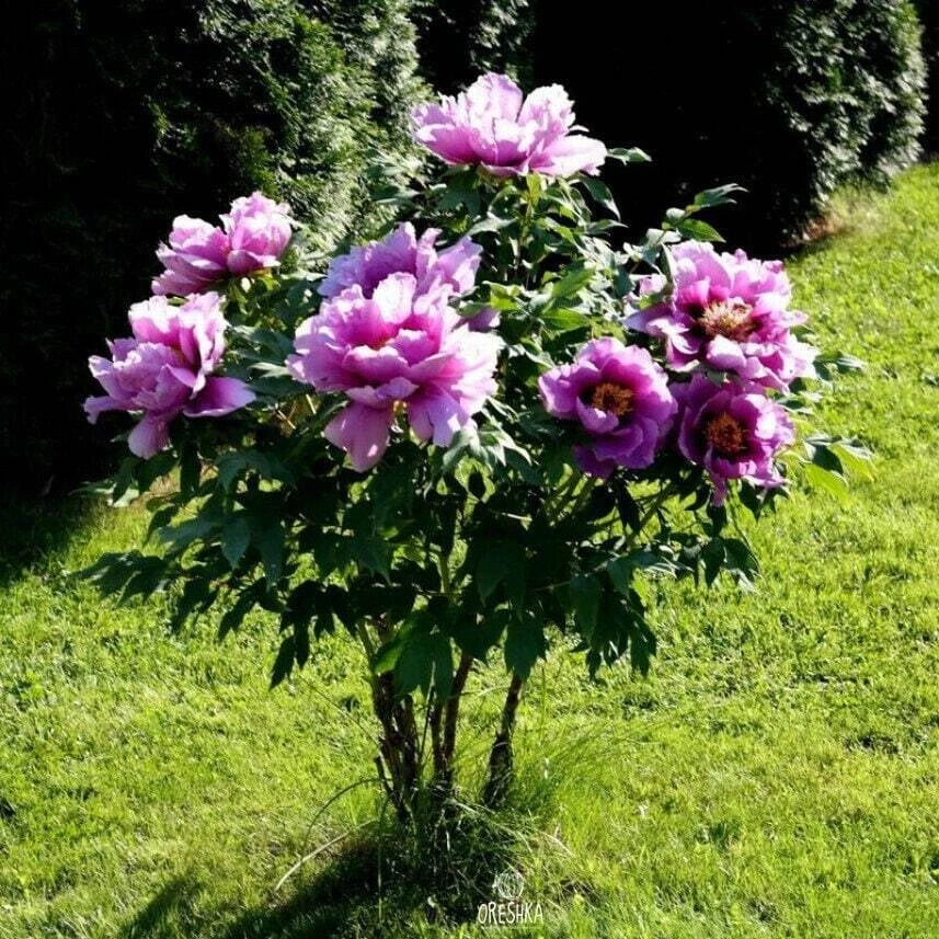 Pcs Shrub Peony – Colorful Flower Seeds for Planting