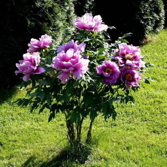 Pcs Shrub Peony – Colorful Flower Seeds for Planting
