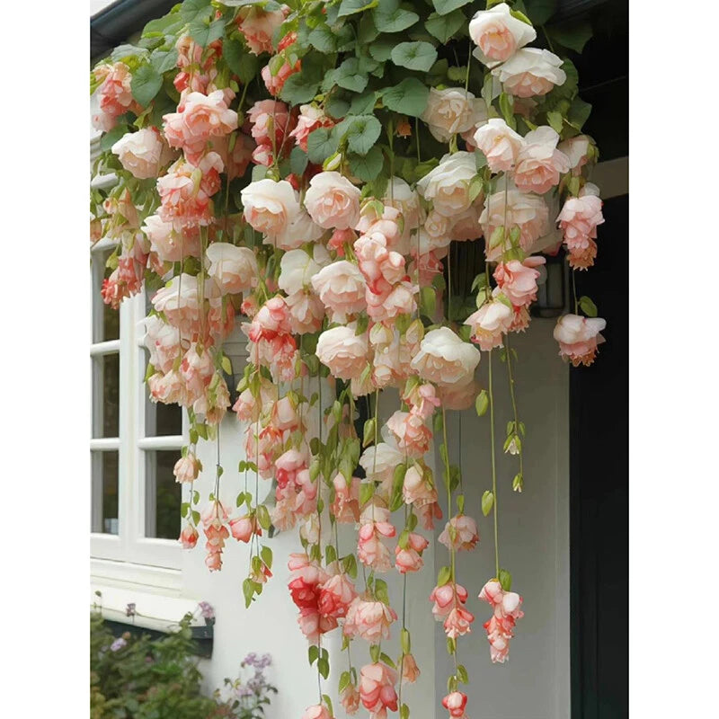 Seeds Begonia Plant – Garden Flower Seeds for Planting