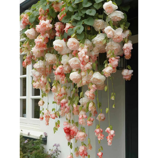 Seeds Begonia Plant – Garden Flower Seeds for Planting