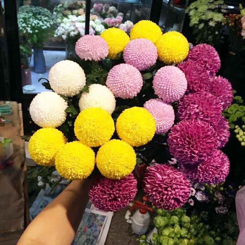 Dahlia Pompon Double – Colorful Garden Flower Seeds