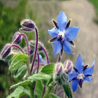 Borage – Blue Flower Herb Seeds for Garden