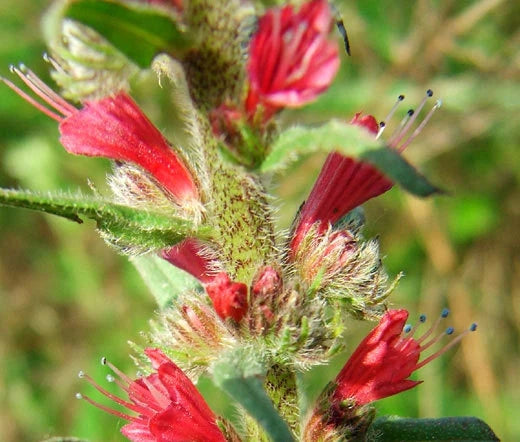Red Russian Bugloss Echium Russicum Rubrum – Colorful Flower Seeds