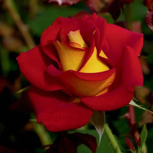 Yellow Red – Perennial Flower Seeds for Planting