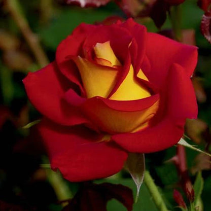 Yellow Red – Perennial Flower Seeds for Planting