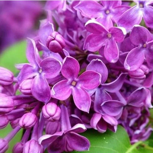 Early Broadleaf Lilac Syringa Oblata – Fragrant Purple Flower Seeds