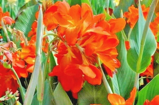 Canna Orange Punch – Vibrant Garden Flower Seeds