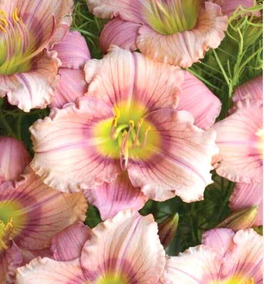 Stephanie Returns Daylily Hemerocallis – Perennial Flower Garden Seeds