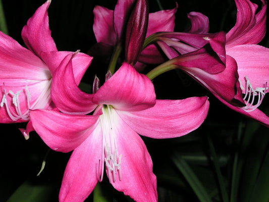 Crinum Lily Magenta Lady Medium-size Bulb - Flower Seeds