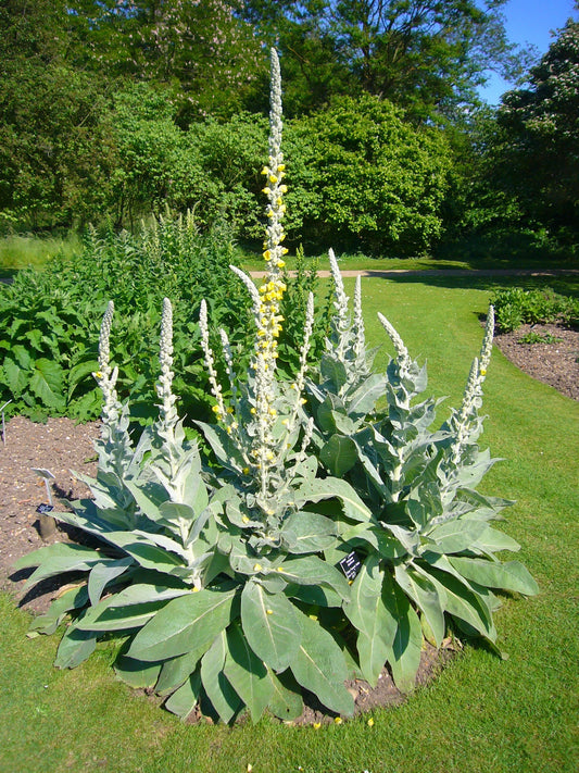 Mullein Verbascum Ornamental Flowering Plant Seeds