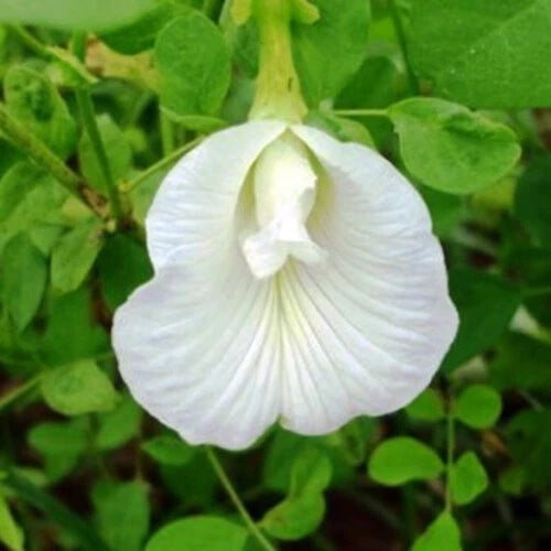 Clitoria Ternatea Alba White Butterfly Pea Flower Seeds