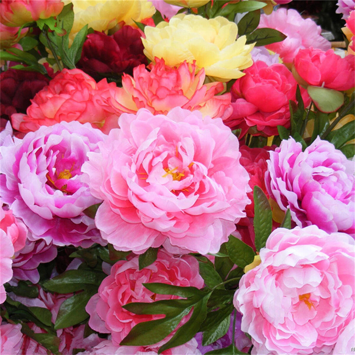 Garden Peony Paeonia Lactiflora – Mixed Flower Seeds