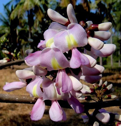 Gliricidia Sepium Flowering Nitrogen Fixing Multipurpose Tree Seeds