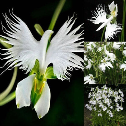 White Egret Orchid Habenaria – Colorful Perennial Flower Seeds