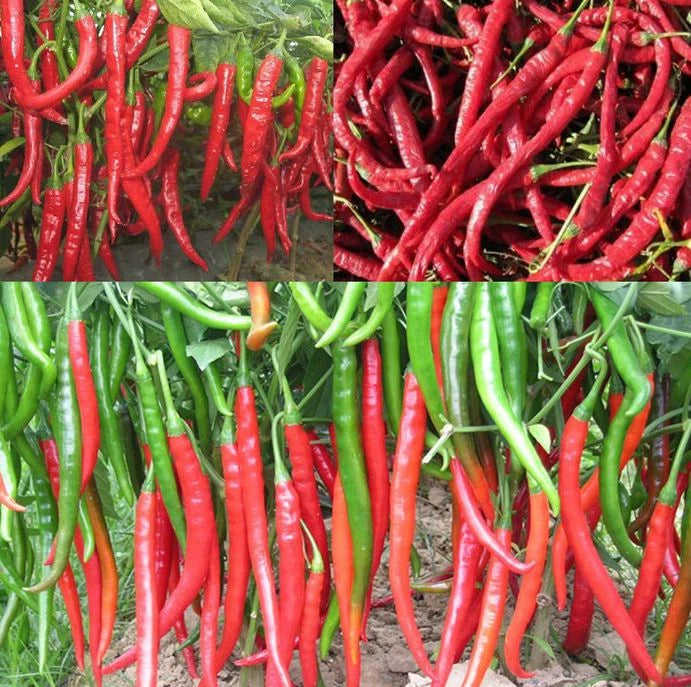 Chili Pepper – Red Spicy Vegetable Seeds