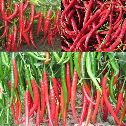 Chili Pepper – Red Spicy Vegetable Seeds