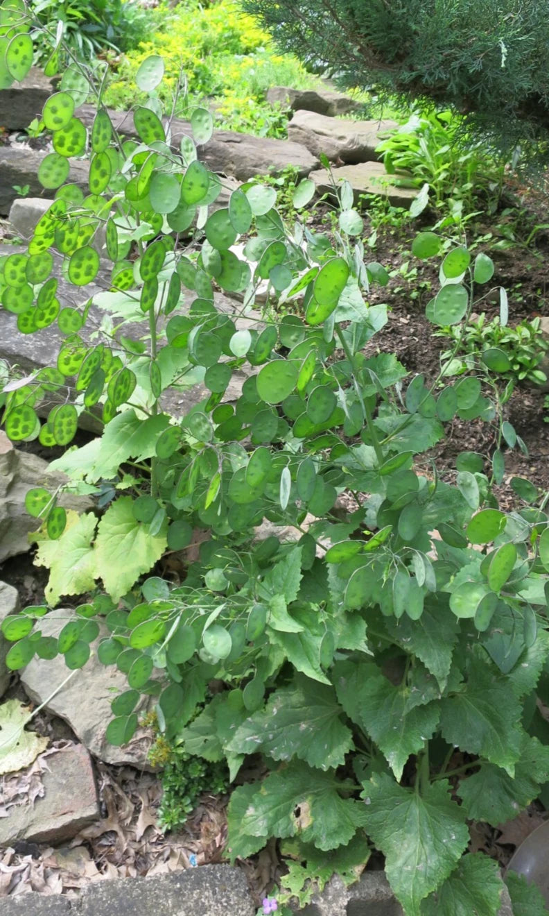Money Plant Silver Dollar Lunaria Honesty Heirloom Fresh Stems You Dry – Garden Flower Seeds