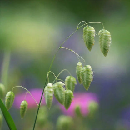 Quaking Grass Briza – Garden Flower Seeds